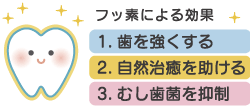 フッ素による効果 1.歯を強くする 2.自然治癒を助ける 3.むし歯菌を抑制